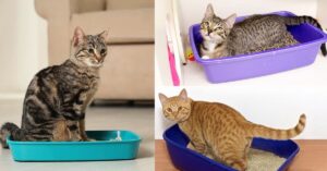 Understanding the Behavior of Cats Around Their Litter Box