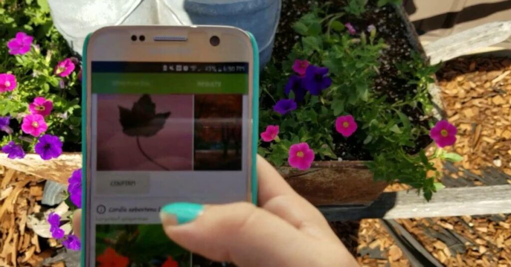 How Does Plant Identification App Work