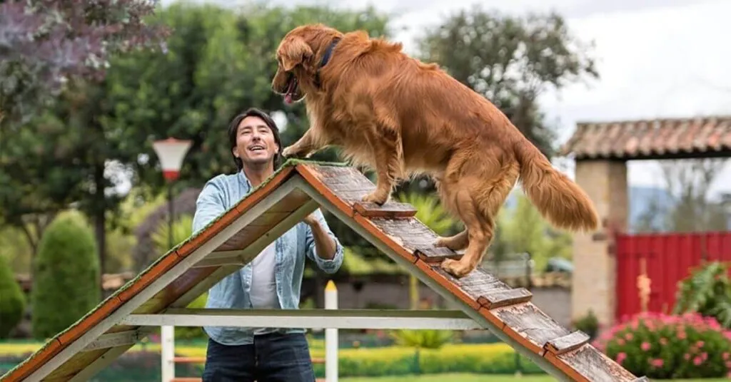 Best Dog Training Apps