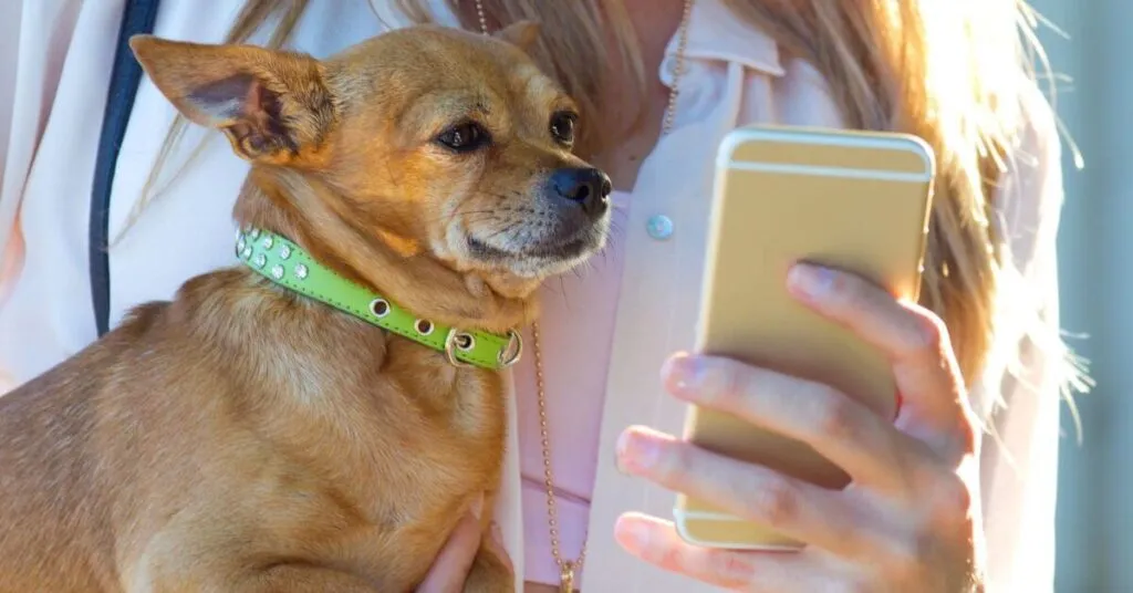 Best Dog Scanner Apps